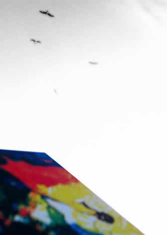 Sea Gulls